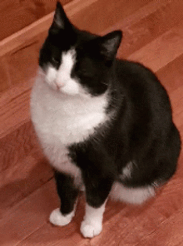 Tuxedo Cat Smh GIF - Tuxedo Cat Smh Shake My Head GIFs