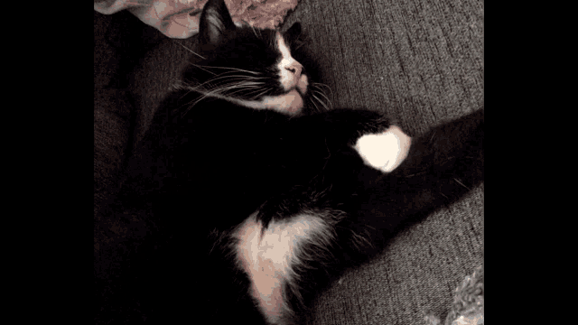 a black and white cat is laying on a couch