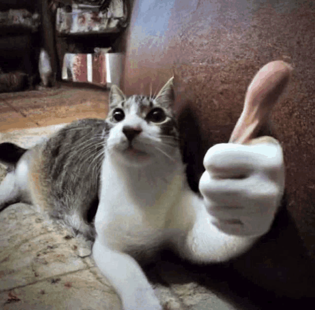 a cat giving a thumbs up while laying on the floor