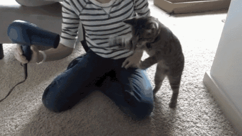a person is using a hair dryer to dry their cat