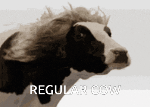 a cow with a wig on its head and the word regular cow below it
