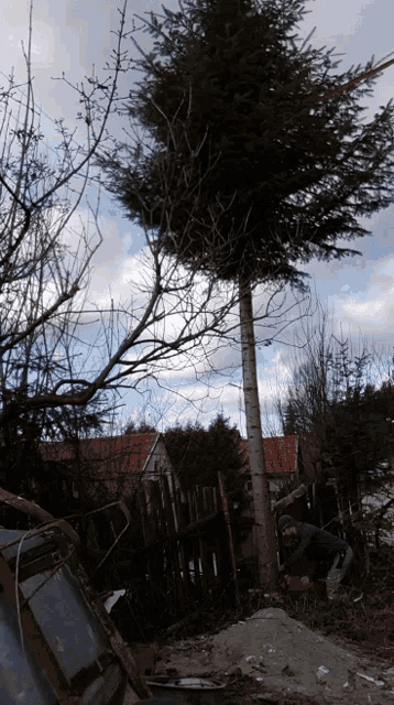Krzychu Cut GIF - Krzychu Cut Tree GIFs