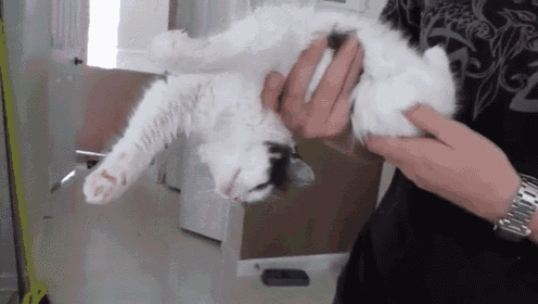 It All Looks So Different! GIF - Animals Cats Kitten GIFs