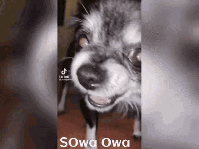 a close up of a dog with the words sowa owa written on it