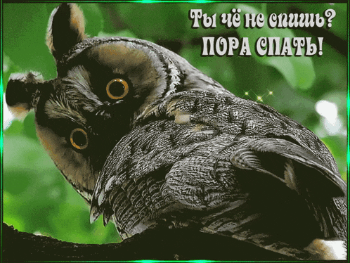 an owl sitting on a tree branch with a green background and the words " ты че не спишь "