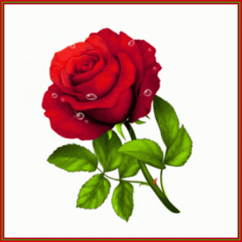 Rose Red Rose GIF - Rose Red Rose Ninisjgufi GIFs
