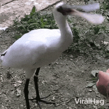 Yelling Bird GIF - Yelling Bird Viralhog GIFs