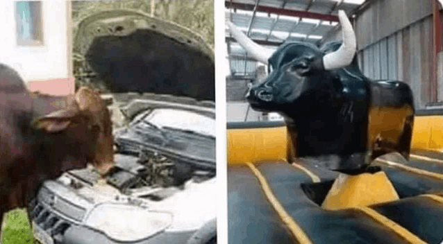 a bull is looking under the hood of a car and a bull is riding on an inflatable bull .