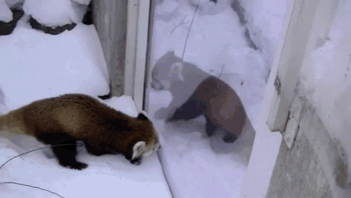 two red pandas are looking at their reflection in a window
