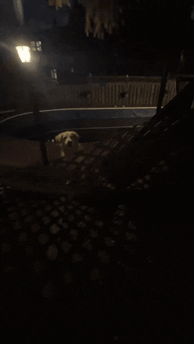 a dog stands on its hind legs in front of a pool