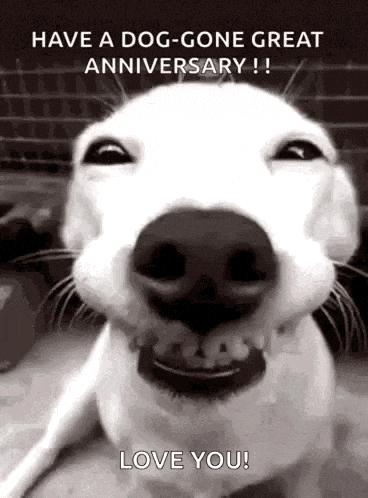 a white dog is smiling in a black and white photo with the words `` have a dog-gone great anniversary ! ''
