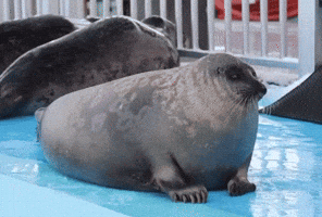 Seal Happy Seal GIF - Seal Happy Seal Seal Hop GIFs