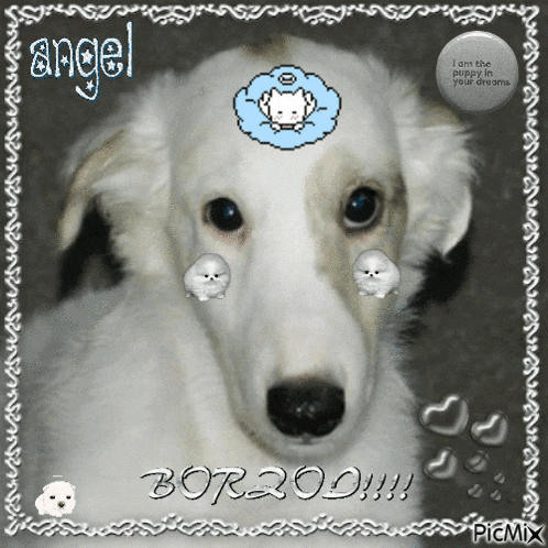 a picture of a white dog with the words angel borzoi on it