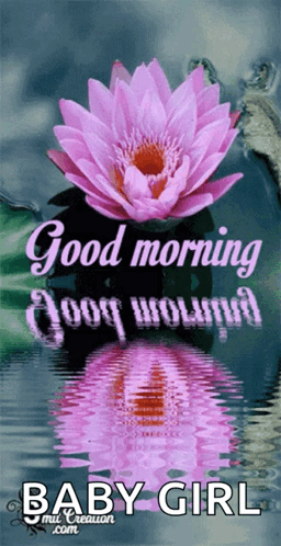 Good Morning Lotus Flower GIF - Good Morning Lotus Flower GIFs