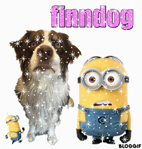 Finndog GIF - Finndog Finn Dog GIFs