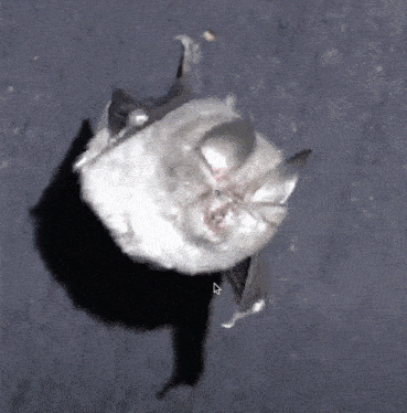 a bat is sitting on the ground with its eyes closed and a cursor pointing at it .