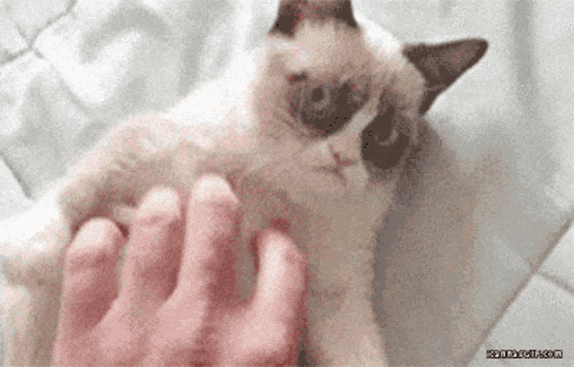 a grumpy cat laying on a bed being petted by a person 's hand .