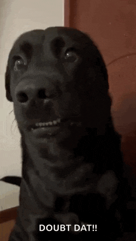 a black dog with braces on its teeth is making a funny face and looking at the camera .