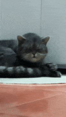 a cat with its eyes closed is laying on a pink blanket