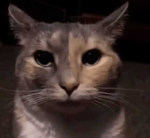 Why Cat Void GIF - Why Cat Void Omg Yes GIFs