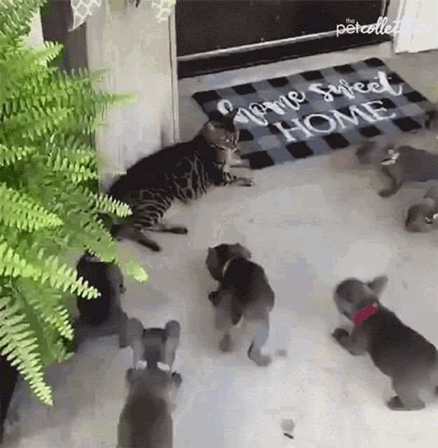 Puppies Cat GIF - Puppies Cat Think I Am In Trouble GIFs
