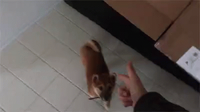 Hands On The Wall Under Arrest GIF - Hands On The Wall Under Arrest Dog GIFs