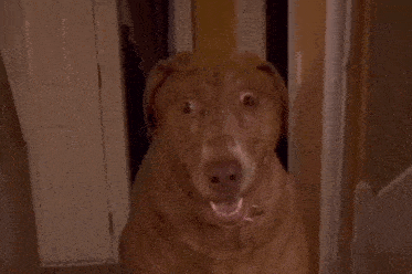 Funny Funny Dog GIF - Funny Funny Dog Dog Trying Not To Laugh GIFs