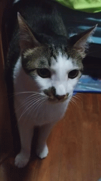 Imma Head Out Cat GIF - Imma Head Out Cat Kitty GIFs