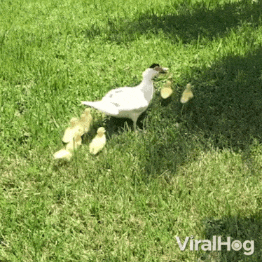 Mother Goose With Her Young Viralhog GIF - Mother Goose With Her Young Viralhog Baby Geese Following Their Mother GIFs