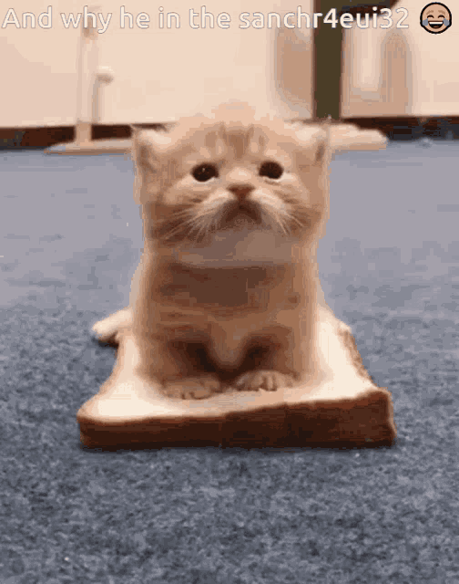 Gatotapes GIF