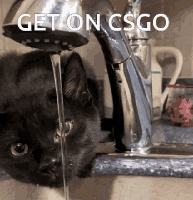 Csgo Cat GIF - Csgo Cat Luna GIFs