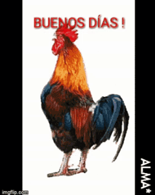 a picture of a rooster with buenos dias written on it