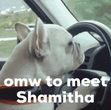 a dog driving a car with the words " omw to meet shamitha " on the bottom
