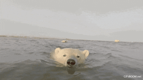 a polar bear is swimming in the ocean with gifsboom.net at the bottom of the screen