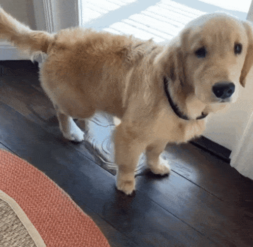 a puppy is standing on a wooden floor in front of a window