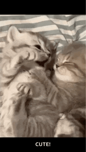 two cats are laying on top of each other on a bed and licking each other .