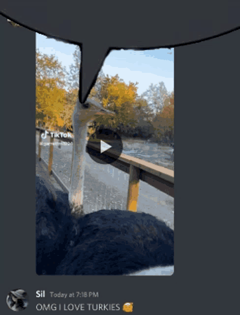 a screenshot of a tiktok video of an ostrich being fed