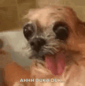 Dog Derp GIF - Dog Derp Tongue Out GIFs