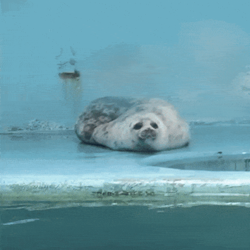 a seal is laying on the ice in a pool