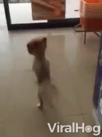 Not Ready Yet Stay Inside GIF - Not Ready Yet Stay Inside Hind Legs GIFs