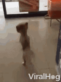 a dog is standing on its hind legs in front of a sign that says viralhog ..