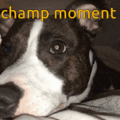 a close up of a dog with the words champ moment written above it