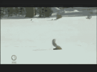 a fox is laying in the snow eating a fish