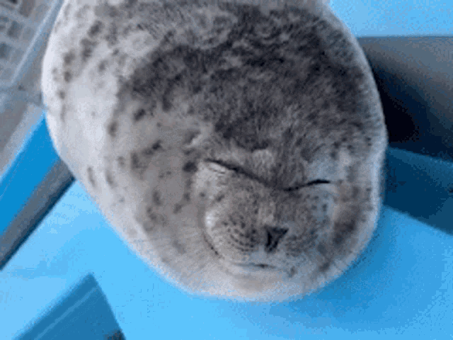 Seal Seal Tongue GIF - Seal Seal Tongue GIFs