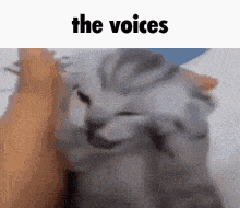 The Voices Cat GIF - The Voices Cat The Voices Cat GIFs