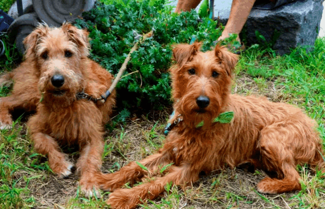two small brown dogs laying in the grass with a stick in their mouths