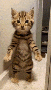 a kitten that looks like a tiger on its hind legs