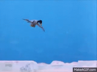 Pingu Noot GIF - Pingu Noot Duck GIFs