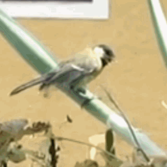 Hungry Bird GIF - Hungry Bird Sparrow GIFs