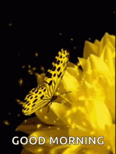 Good Morning Yellow Flower GIF - Good Morning Yellow Flower Butterfly GIFs